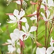 BLOOMIQUE - Lot de 3 - Gaura Lindheimeri - Gaura - Plantes de jardin - Rustique - H. 10-20 cm - P. 9x9 cm - vignette