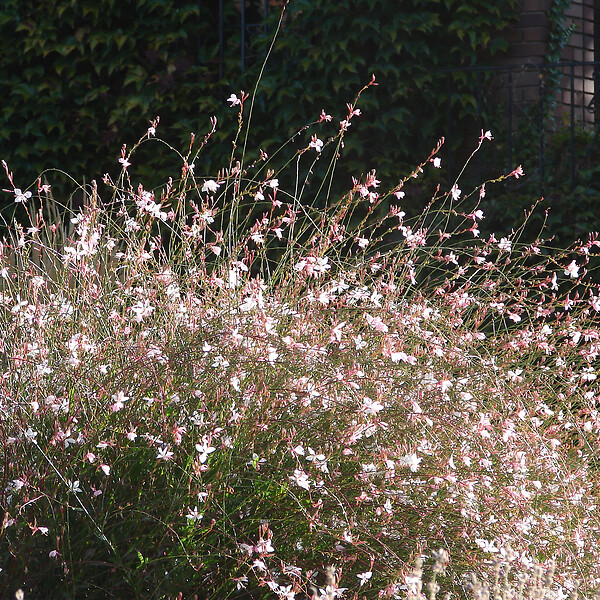 BLOOMIQUE - Lot de 3 - Gaura Lindheimeri - Gaura - Plantes de jardin - Rustique - H. 10-20 cm - P. 9x9 cm - large