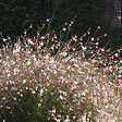 BLOOMIQUE - Lot de 3 - Gaura Lindheimeri - Gaura - Plantes de jardin - Rustique - H. 10-20 cm - P. 9x9 cm - vignette