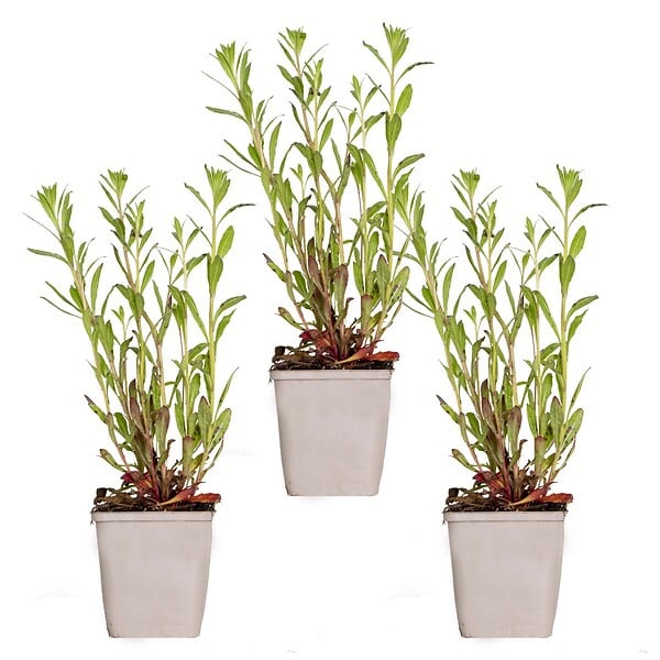 BLOOMIQUE - Lot de 3 - Gaura Lindheimeri - Gaura - Plantes de jardin - Rustique - H. 10-20 cm - P. 9x9 cm - large