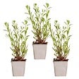 BLOOMIQUE - Lot de 3 - Gaura Lindheimeri - Gaura - Plantes de jardin - Rustique - H. 10-20 cm - P. 9x9 cm - vignette