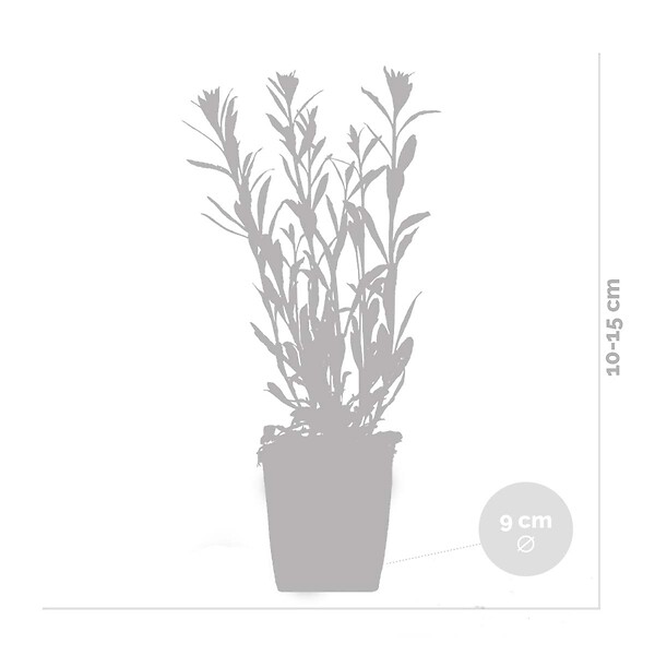 BLOOMIQUE - Lot de 3 - Gaura Lindheimeri - Gaura - Plantes de jardin - Rustique - H. 10-20 cm - P. 9x9 cm - large