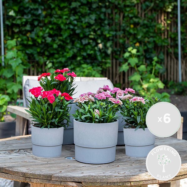 BLOOMIQUE - Lot de 6 - Dianthus - Œillet - Mélange de couleurs - Plantes de jardin - H. 15-20 cm - P. 10,5 cm - large