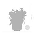 BLOOMIQUE - Lot de 6 - Dianthus - Œillet - Mélange de couleurs - Plantes de jardin - H. 15-20 cm - P. 10,5 cm - vignette