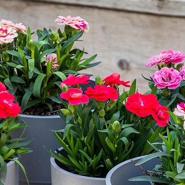 BLOOMIQUE - Lot de 6 - Dianthus - Œillet - Mélange de couleurs - Plantes de jardin - H. 15-20 cm - P. 10,5 cm - large