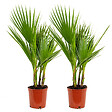 BLOOMIQUE - Lot de 2 - Washingtonia Robusta - Palmier éventail mexicain - H. 60-80 cm - P. 17 cm - vignette