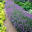 BLOOMIQUE - Lot de 2 - Lavandula Angustifolia - Plante de lavande - Plantes de jardin - H. 15-20 cm - vignette