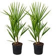 BLOOMIQUE - Lot de 2 - Chamaerops Humilis - Palmier nain européen - Palmier rustique - H. 40-50 cm - P. 15 cm - vignette