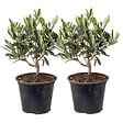 BLOOMIQUE - Lot de 2 - Olea Europaea - Olivier - Arbuste d’olivier - Plantes de jardin - H. 30-40 cm - P. 14 cm - vignette