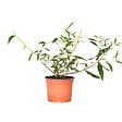 BLOOMIQUE - Lot de 3 - Buddleja Davidii - Arbre aux papillons - Rose, Violet, Blanc - H. 20-30 cm - P. 10,5 cm - vignette