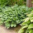 BLOOMIQUE - Lot de 6 - Hosta Sieboldiana 'Elegans' - Hosta - Plantes de jardin - H. 10-20 cm - P. 9x9 cm - vignette