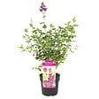 BLOOMIQUE - Syringa 'Bloomerang Dark Purple' - Lilas - Floraison violette - H. 40-50 cm - P. 19 cm - vignette