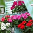 BLOOMIQUE - Lot de 6 - Pelargonium Zonale - Géraniums dressés - Plantes de jardin - H. 15-20 cm - P. 10,5 cm - vignette