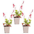 BLOOMIQUE - Lot de 3 - Heuchera Sanguinea 'Splendens' - Heuchère - Plantes de jardin - H. 10-20 cm - P. 9x9 cm - vignette