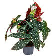 BLOOMIQUE - Begonia Maculata - Bégonia à pois - Plante à pois - Plante d’intérieur - H. 20-30 cm - P. 12 cm - vignette