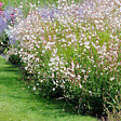 BLOOMIQUE - Lot de 3 - Gaura Lindheimeri - Gaura - Plantes de jardin - Rustique - H. 10-20 cm - P. 9x9 cm - vignette