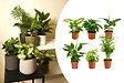 BLOOMIQUE - Lot de 6 - Mélange de plantes vertes - H. 20-40 cm - P. 12 cm - vignette