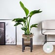 BLOOMIQUE - Strelitzia Nicolai - Oiseau de paradis - Plante d’intérieur - Dépolluante - H. 80-100 cm - vignette