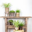BLOOMIQUE - Lot de 6 - Plantes d’intérieur sans danger pour les animaux - H. 20-30 cm - P. 12 cm - vignette