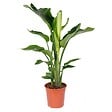 BLOOMIQUE - Strelitzia Nicolai - Plante Strelitzia - Oiseau de paradis - Plante d'intérieur grande - H. 70-80 cm - vignette