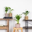 BLOOMIQUE - Lot de 4 - Mélange de plantes tendance - Chamaedorea, Dypsis, Musa, Strelitzia - Dépolluantes - vignette