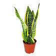 BLOOMIQUE - Sansevieria Superba - Langue de belle-mère - Plantes d’intérieur - H. 20-30 cm - P. 12 cm - vignette