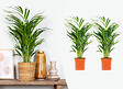 BLOOMIQUE - Lot de 2 - Dypsis Lutescens - Palmier Areca - Plante d’intérieur - H. 60-70 cm - P. 17 cm - vignette