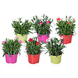 BLOOMIQUE - Lot de 6 - Dianthus - Œillet - Mélange de couleurs - Plantes de jardin - H. 15-20 cm - P. 10,5 cm - vignette