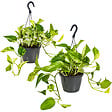 BLOOMIQUE - Lot de 2 Scindapsus Marble Queen - Lierre du Diable - Plantes suspendues ou grimpantes - vignette