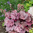 BLOOMIQUE - Lot de 3 - Heuchera Micrantha 'Palace Purple' - Heuchère - H. 10-20 cm - P. 9x9 cm - vignette