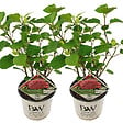 BLOOMIQUE - Lot de 2 - Hydrangea Pink Annabelle - Hortensia - Rose - Plantes de jardin - H. 40-50 cm - P. 19 cm - vignette