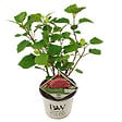 BLOOMIQUE - Hydrangea Pink Annabelle - Hortensia - Rose - Plantes de jardin - H. 40-50 cm - P. 19 cm - vignette