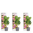 BLOOMIQUE - Lot de 3 - Hydrangea Macrophylla Early Pink - Hortensia - H. 20-30 cm - P. 10,5 cm - vignette