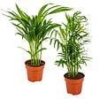BLOOMIQUE - Lot de 2 - Dypsis & Chamaedorea - Palmiers d’intérieur - Dépolluants - H. 30-40 cm - P. 12 cm - vignette