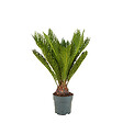 BLOOMIQUE - Cycas Revoluta - Palmier de la paix - Sagoutier - Plante d’intérieur - H. 60-80 cm - P. 17 cm - vignette