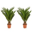BLOOMIQUE - Lot de 2 - Cycas Revoluta - Palmier de la paix - Sagoutier - Hauteur 40-50 cm - Pot 15 cm - vignette
