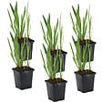 BLOOMIQUE - Lot de 6 - Iris Kaempferi - Iris du Japon - Violet - Plantes de bassin - H. 20-30 cm - P. 9 cm - vignette