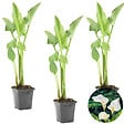 BLOOMIQUE - Lot de 3 - Zantedeschia Aethiopica - Arum blanc - Plantes de bassin - H. 10-20 cm - P. 9 cm - vignette