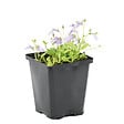 BLOOMIQUE - Mazus Reptans - Mazus rampant - Plantes de bassin - Plantes aquatiques - H. 10-20 cm - P. 9 cm - vignette