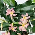 BLOOMIQUE - Trachelospermum jasminoides - Jasmin étoilé rose - Plantes grimpantes - H. 50-70 cm - P. 15 cm - vignette