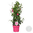 BLOOMIQUE - Mandevilla Sundaville - Jasmin du Chili - Rose - Plantes de jardin - Hauteur 70-90 cm - Pot 19 cm - vignette