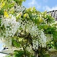 BLOOMIQUE - Wisteria floribunda 'Alba' - Glycine blanche - Grimpante - Plante de jardin - H. 50-70 cm - P. 15 cm - vignette