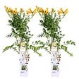 BLOOMIQUE - Lot de 2 - Campsis radicans 'Flava' - Bignone jaune - Plantes grimpantes - H. 50-70 cm - P. 15 cm - vignette