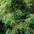 BLOOMIQUE - Hydrangea petiolaris - Hortensia grimpant - Plantes grimpantes - H. 50-70 cm - P. 15 cm - vignette