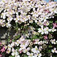 BLOOMIQUE - Clematis montana 'Tetrarose' - Clématite rose - Plantes grimpantes - H. 50-70 cm - P. 15 cm - vignette