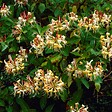 BLOOMIQUE - Lonicera henryi - Chèvrefeuille - Orange et rouge - Plantes grimpantes - H. 50-70 cm - P. 15 cm - vignette