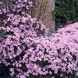 BLOOMIQUE - Lot de 2 - Clematis montana 'Rubens' - Clématite rose clair - H. 50-70 cm - P. 15 cm - vignette