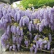 BLOOMIQUE - Wisteria sinensis 'Prolific' - Glycine bleue - Plantes grimpantes - H. 50-70 cm - P. 15 cm - vignette