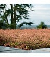 RACINE - Terreau substrat toitures végétalisées spécial sedum Big bag 1 m3 - vignette