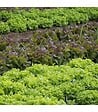 RACINE - Paillage organique du potager 100% naturel, 48 sacs de 50 l - PRO217-48x50L - vignette